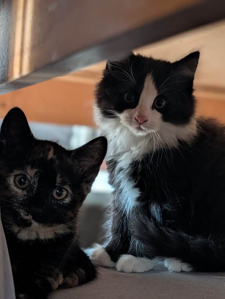 Kittens 