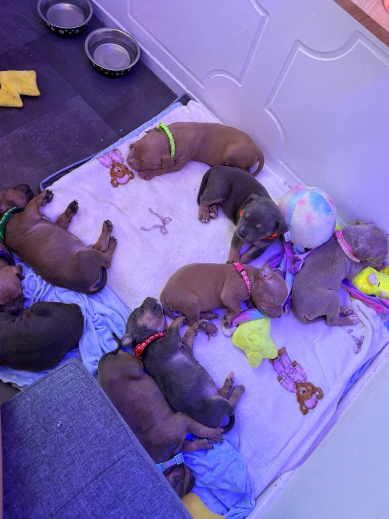 Mixed staffy litter 
