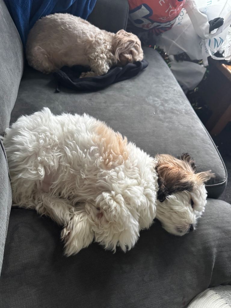 shih tzu x coton de tulear Puppy