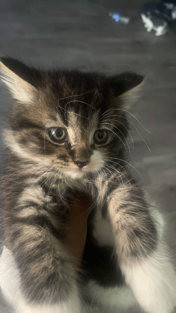 9 kittens for sale
