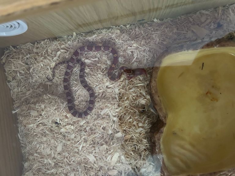 Corn snake 