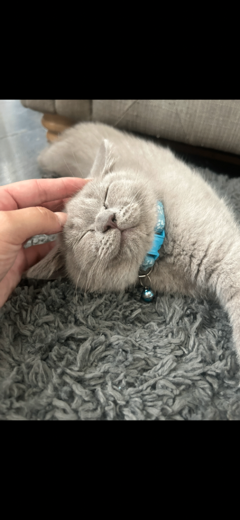 Full Pedigree British Shorthair Kittens