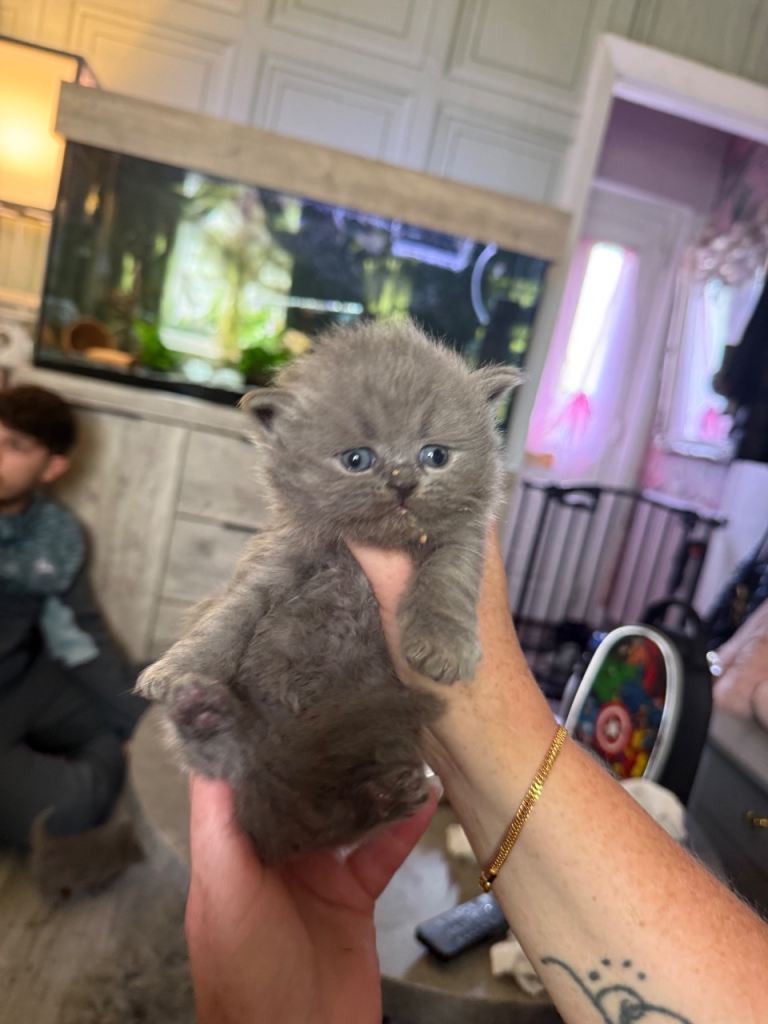British shorthair kittens 