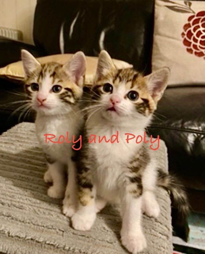Tuxedo Tabby Kittens for sale