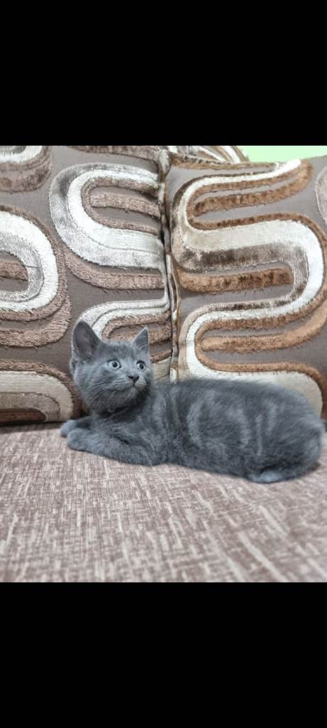 4 beautiful Russian blue/British blue kittens 
