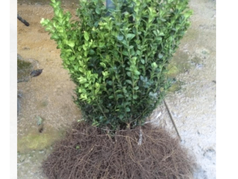 BOX HEDGING PLANTS.    1 ft.   £1-95