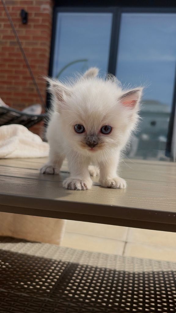Pure breed ragdoll kittens