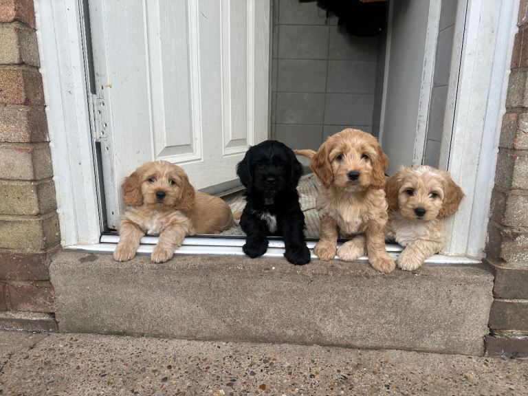 Ready to leave Puppies: cocker spaniel x Lhasapoo (4 left)  