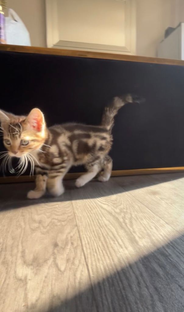 Beautiful kitten 