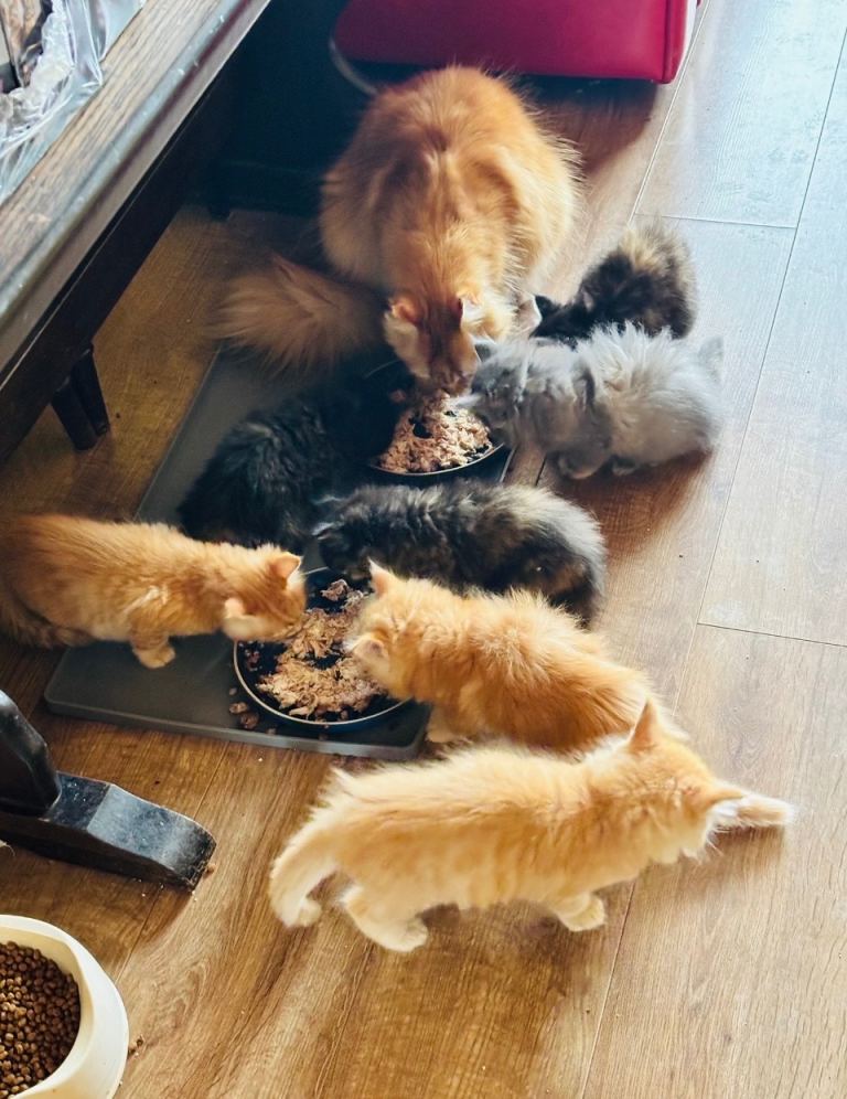 6 Beautiful Maine coon- Ragdoll cross fluffy kittens