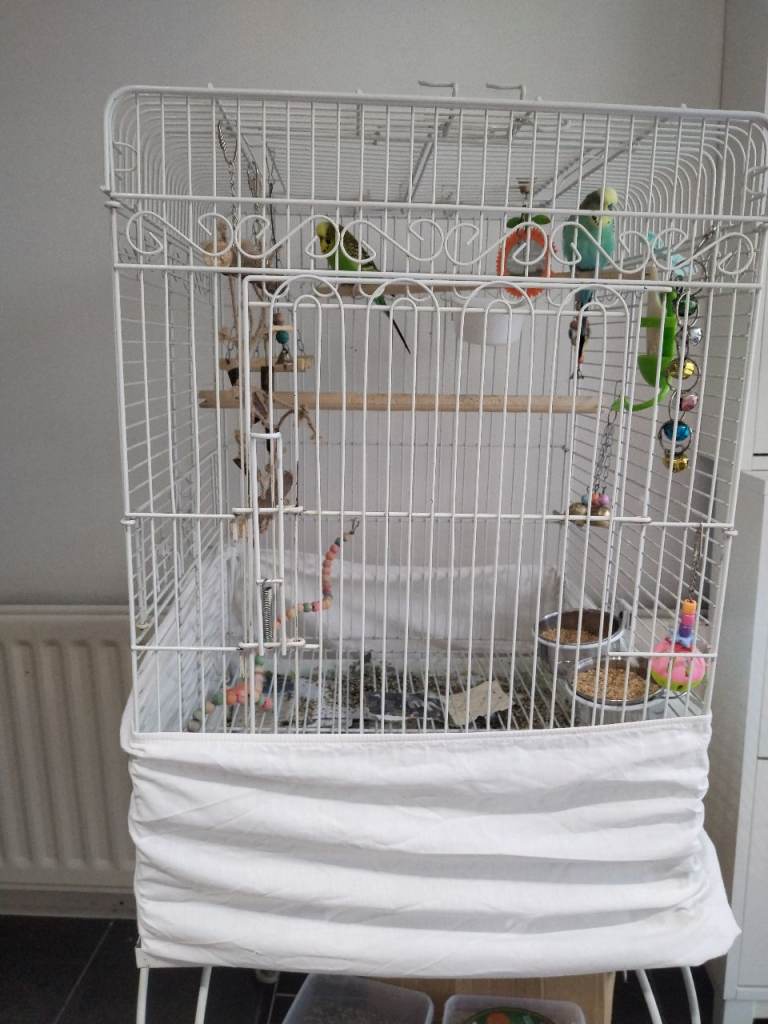 2 budgies and 1 canarie