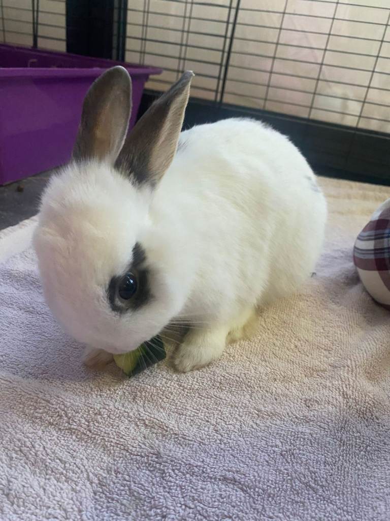White bunny/rabbit 
