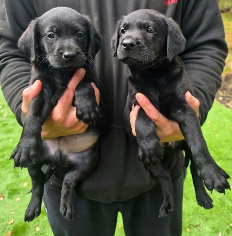 KC Labrador pups 