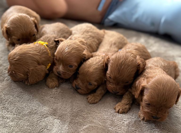 Beautiful F1 Ruby Red Cavapoos 