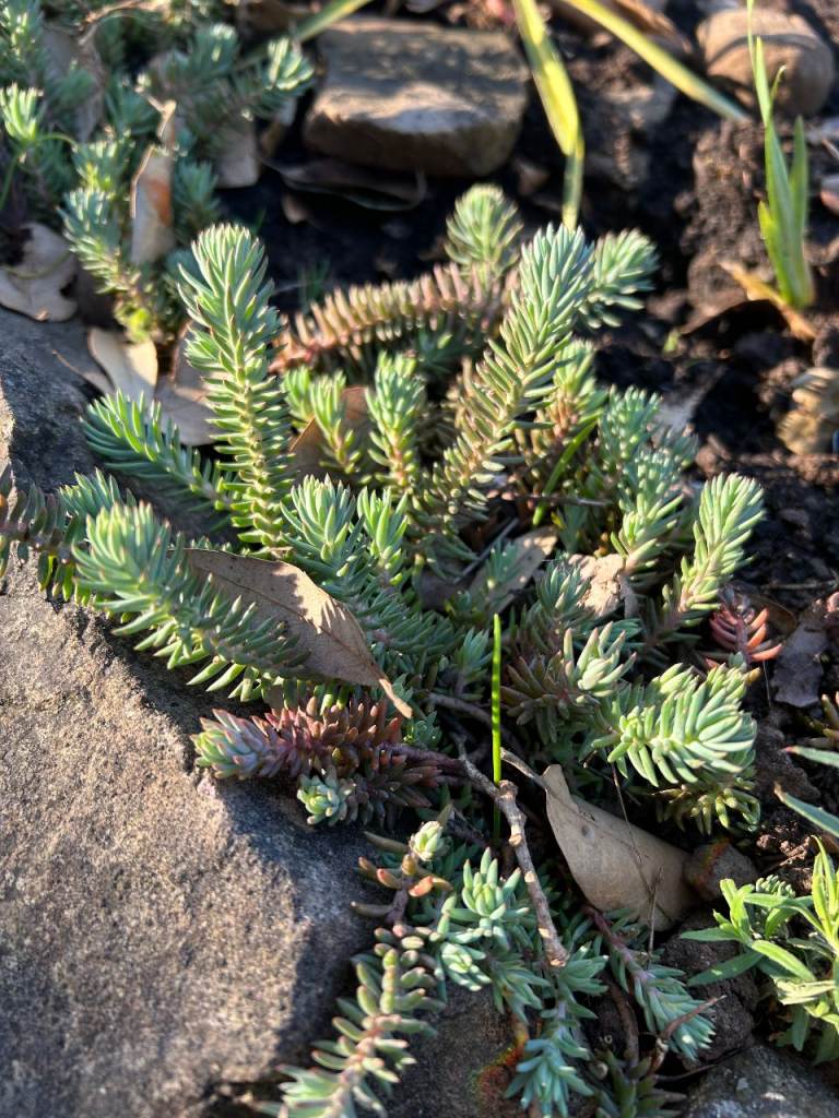 Evergreen Sedum (Blue) Plant Healthy Plugs Blooms Whith Gentle Lime Flowers