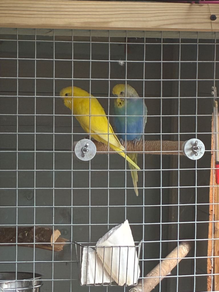 Budgies 