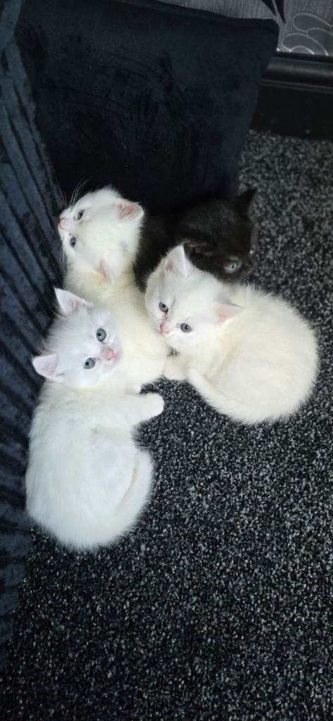 Persian/Bengal mixed kittens