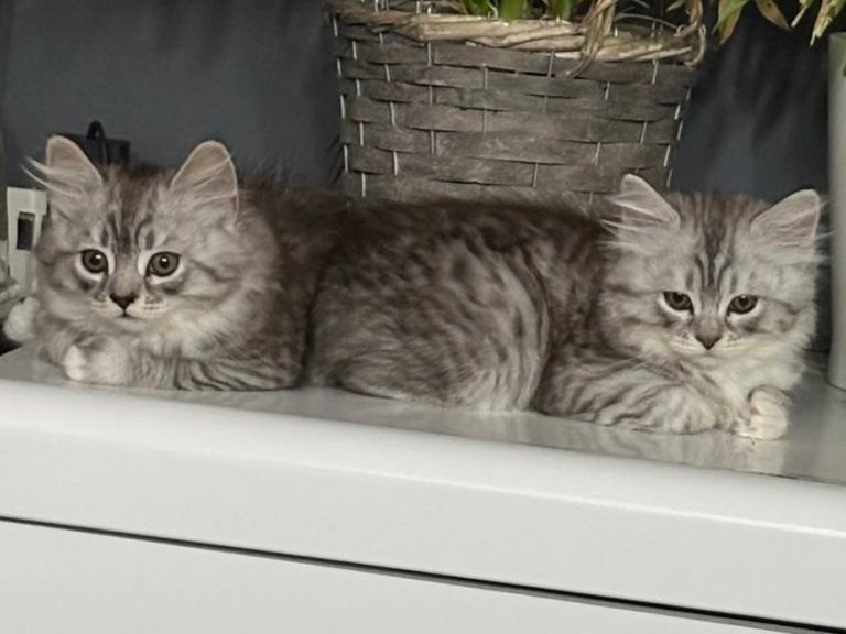 Rare Silver Smoke Semi-Longhair Designer Breed Cross