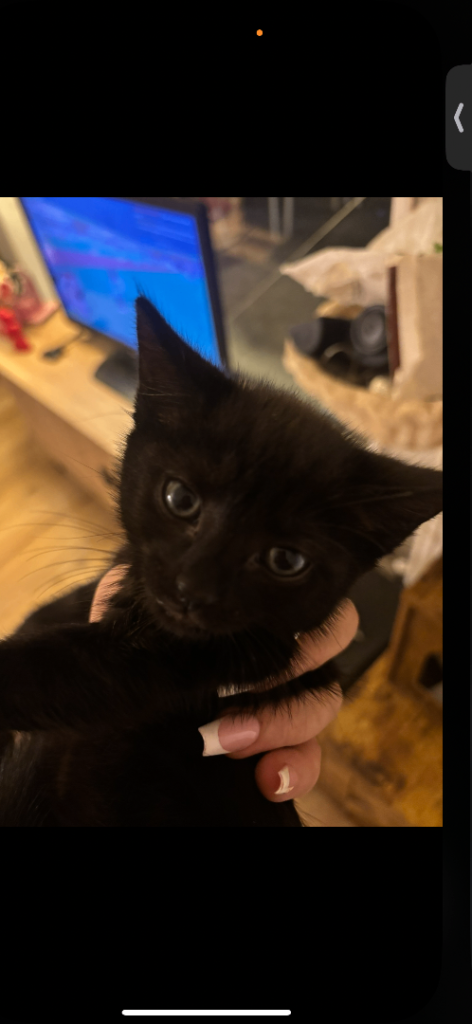 Female - black kitten 