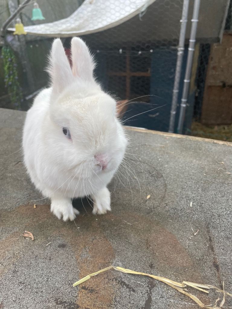 Two male Netherland dwarf