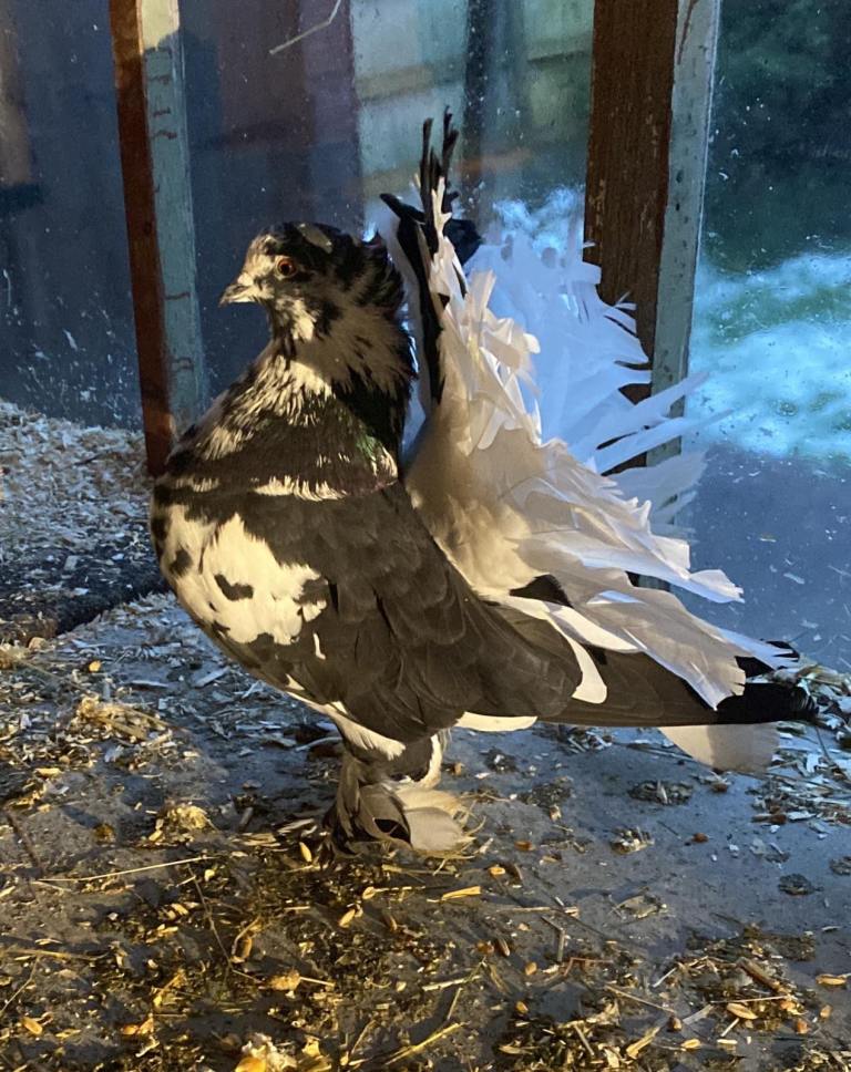 Quality Fantails Pigeon 