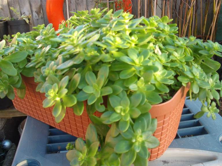 Large Plastic Trough Planted With Evergreen Sedum (will stay out all winter) Spring Yellow Flower