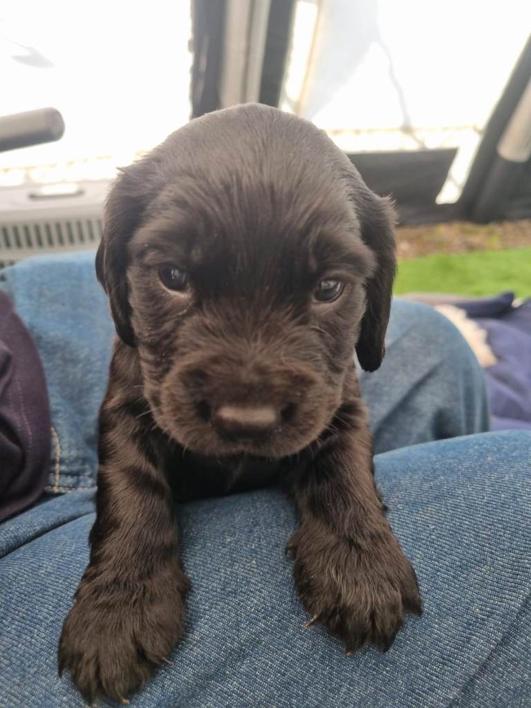  Cocker spaniel   Male black and white