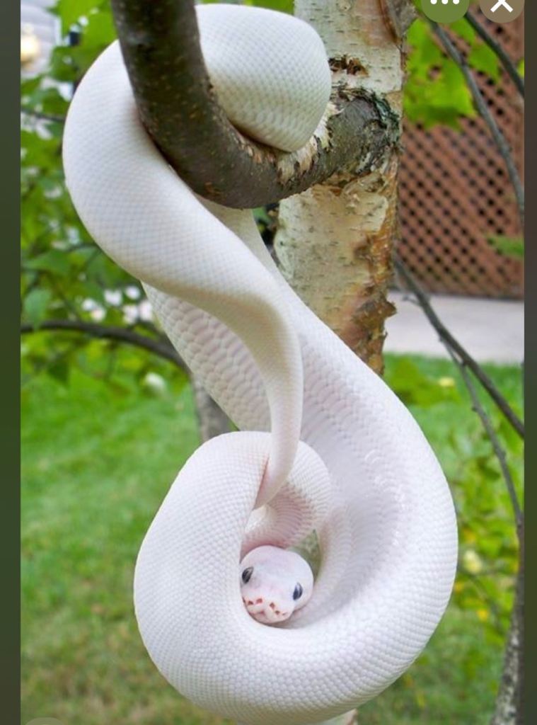 Snake python white & yellow