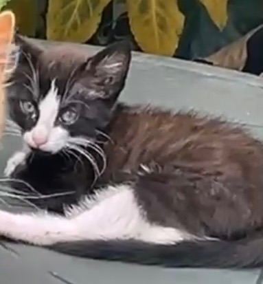 Kitten for sale 