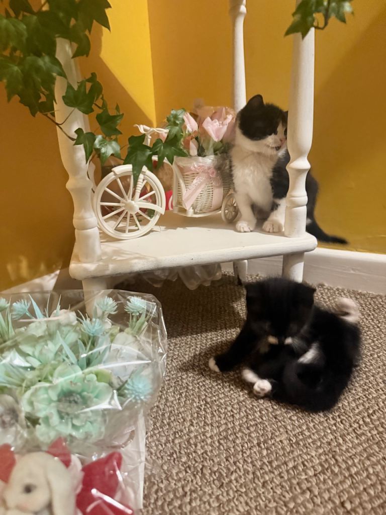 Kitten female