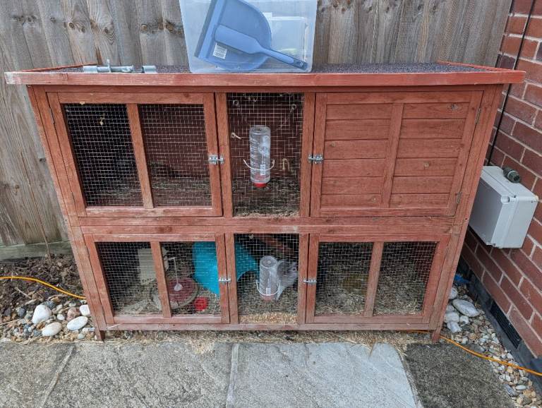 Two male gunnie pigs 