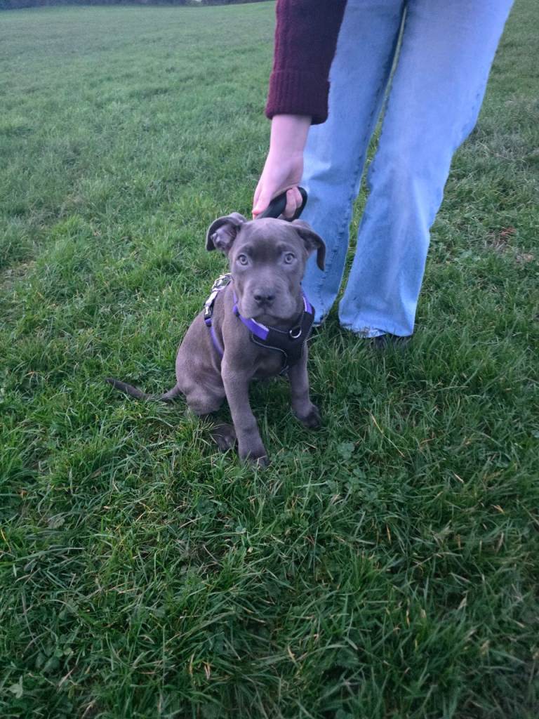 Blue Cane Corso Puppy (girl)