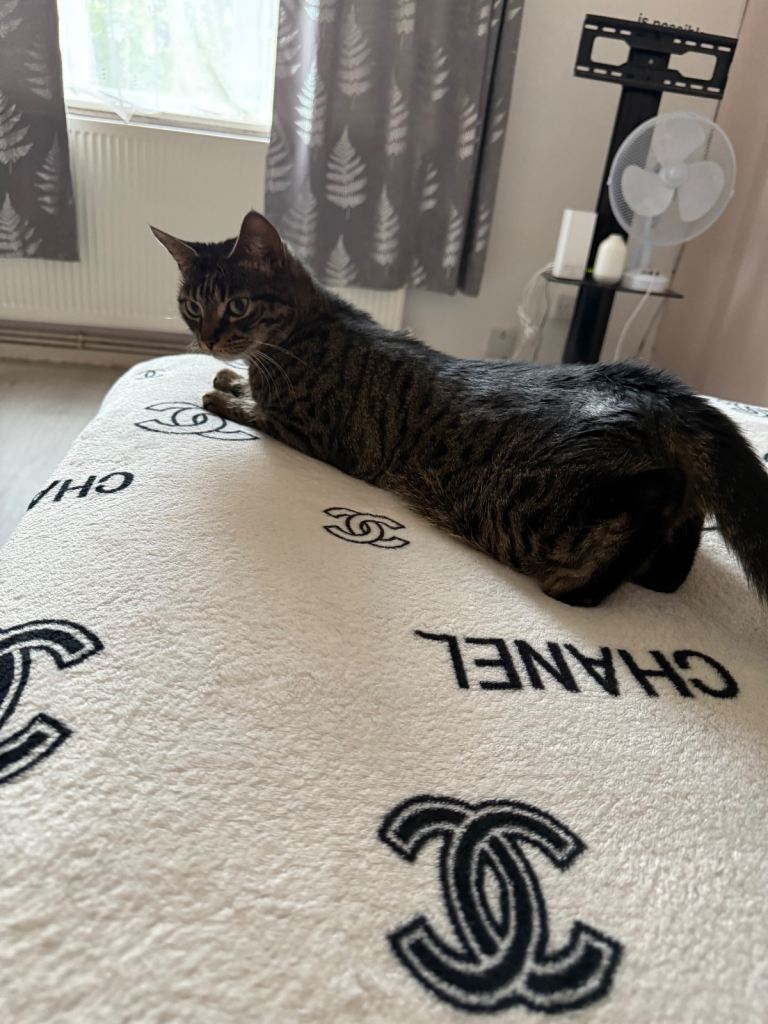 3 year old short domestic hair cat 