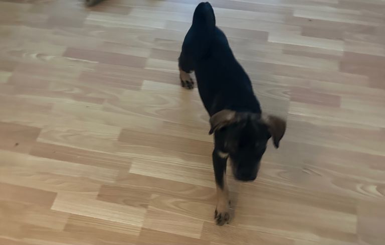 Rottweiler x German Shepard 