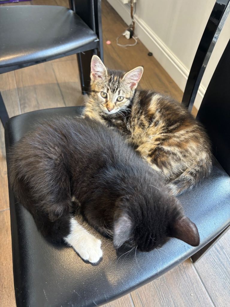 Kittens for sale ready now
