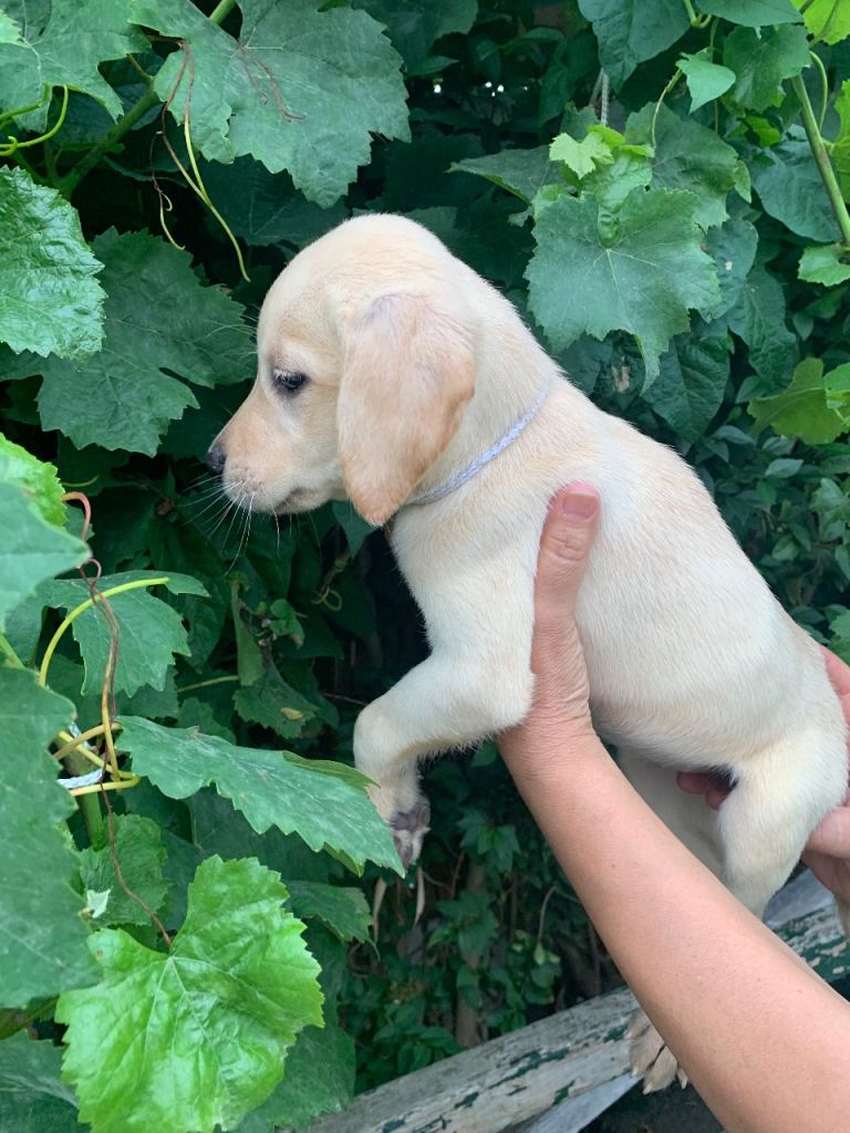 Newborn Labrador Puppies 