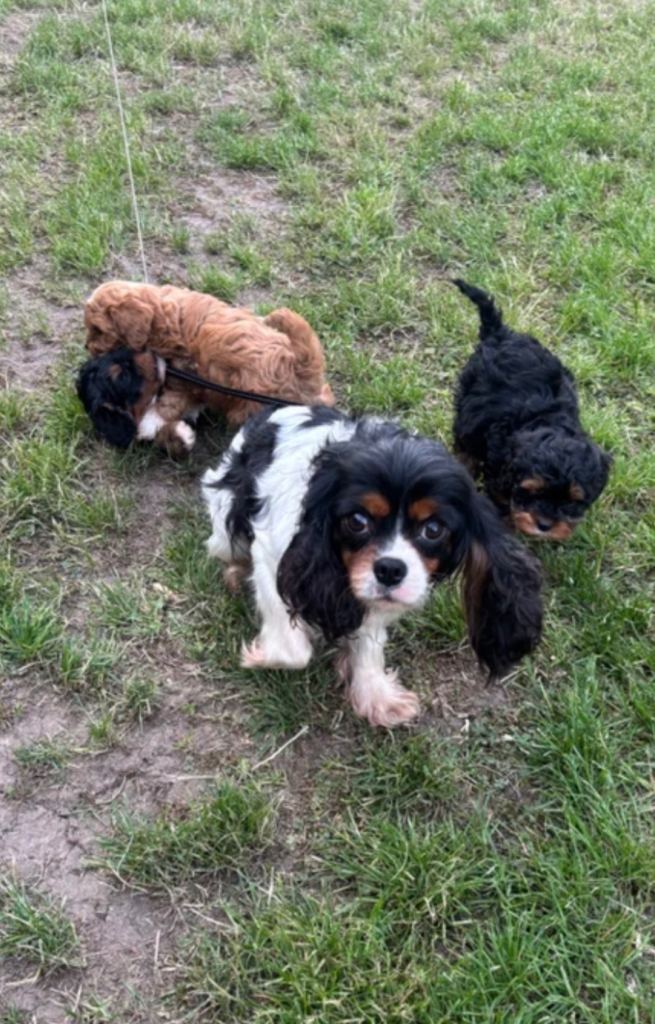 Cavapoo
