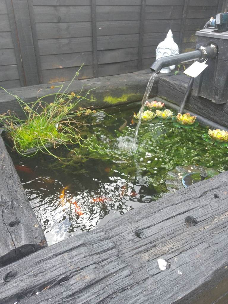 Various Pond Fish cheap Goldfish/Golden Rudd