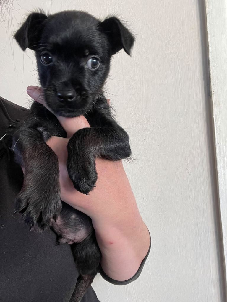 Patterdale terrier pup