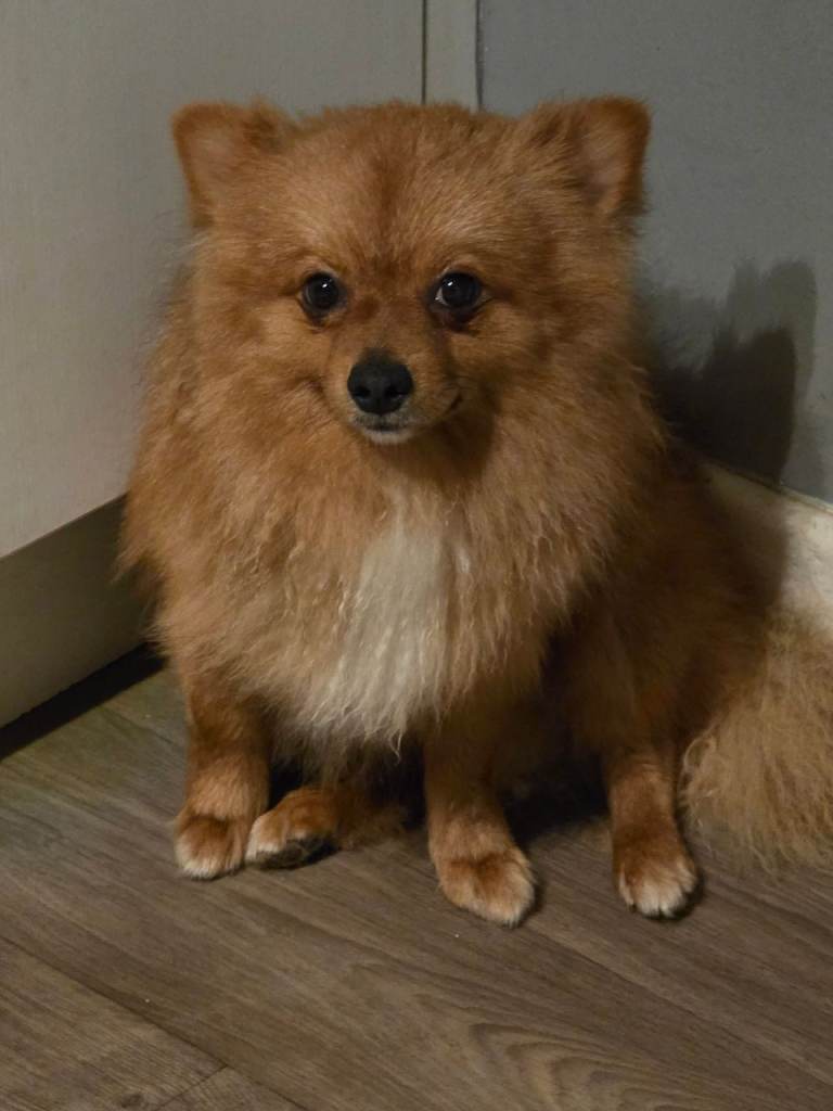 Pomeranian 