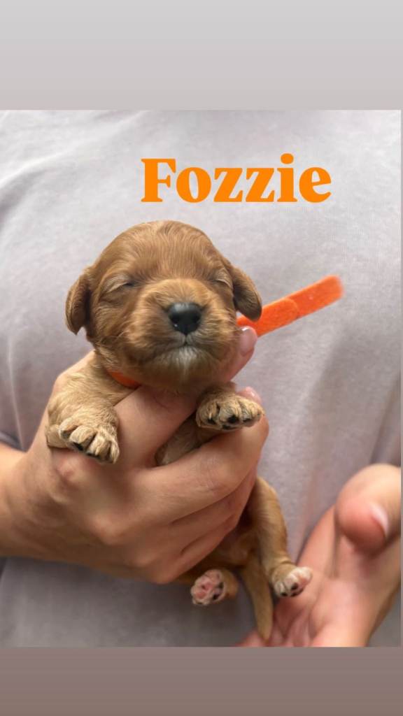 Cavapoo puppies F1