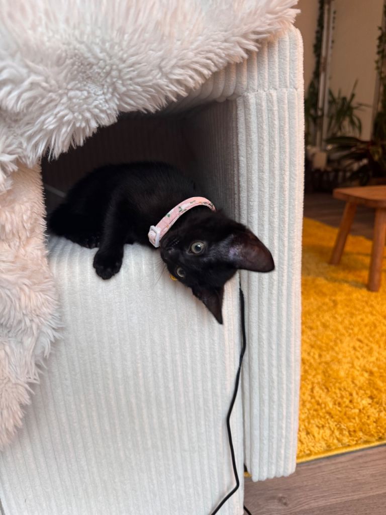 Adorable Kitten
