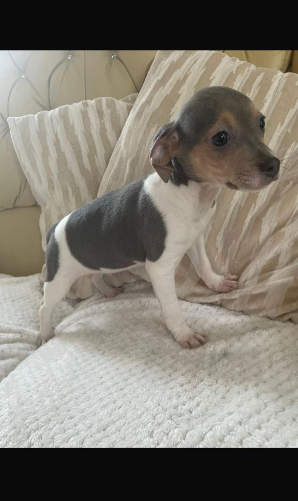 image for Jack Russel puppy