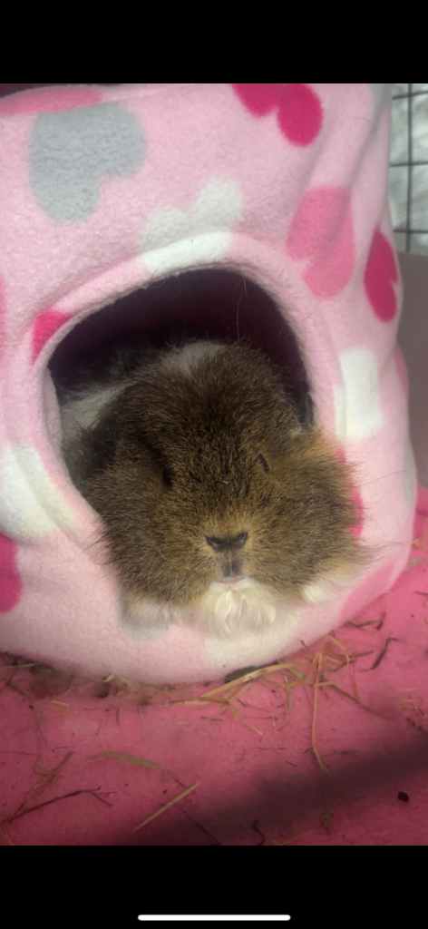 2 female guinea pigs & cage