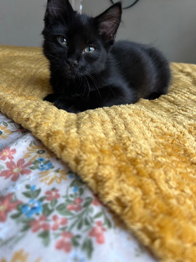 Two beautiful kittens