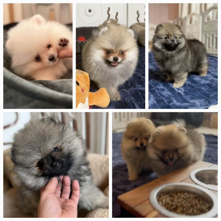 Teddy Face Pomeranian Puppies – Ready Now