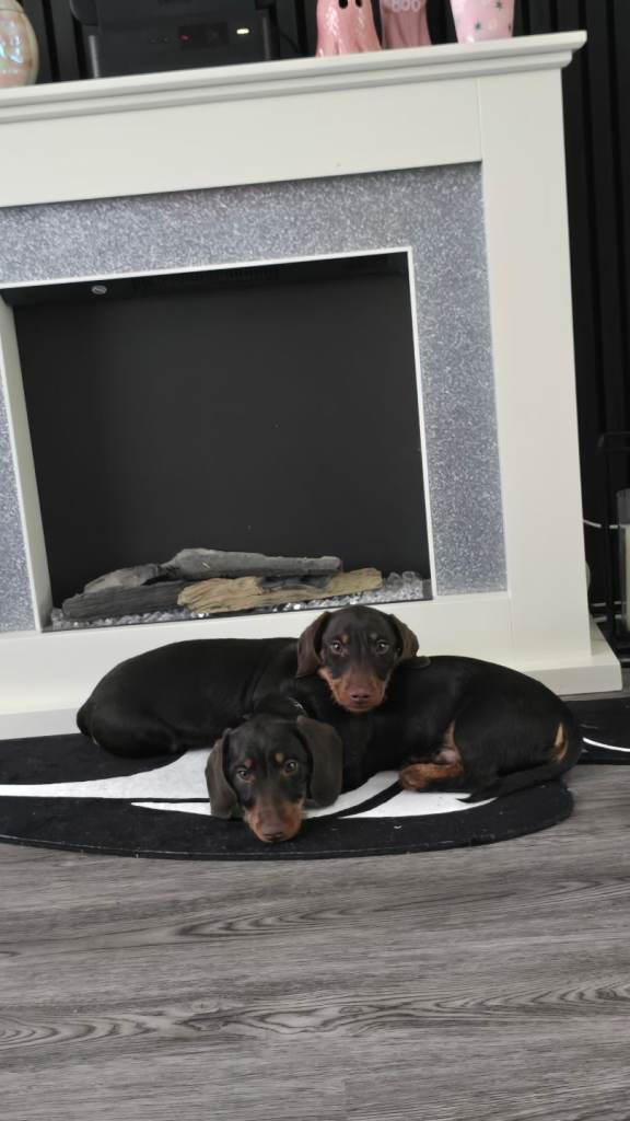 Miniature dachshund brothers 