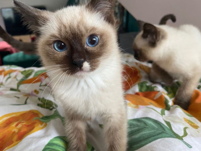 Ragdoll kittens