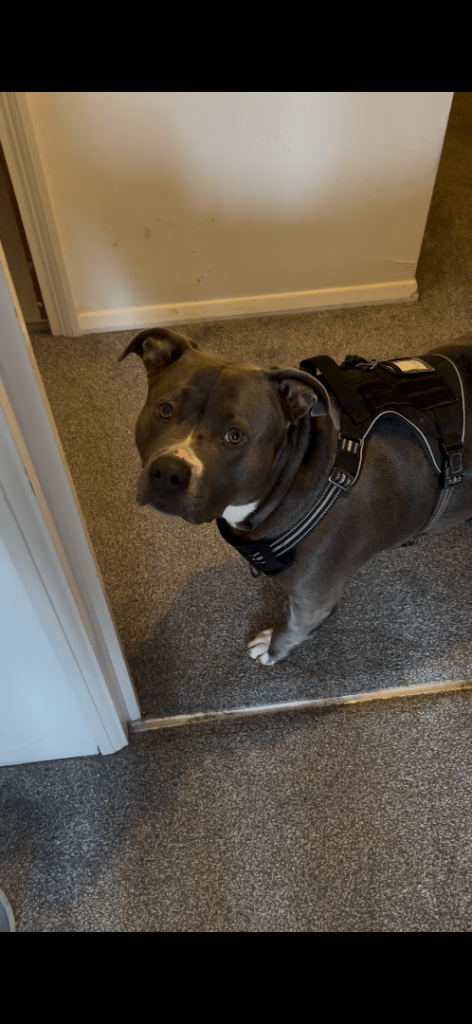 Beautiful Blue Bully girl looking for a new 🏡 