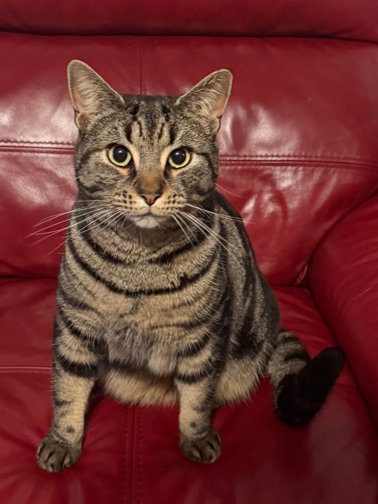 Multiple cats for rehoming 